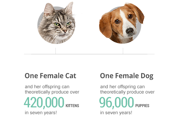 spay neuter infographic